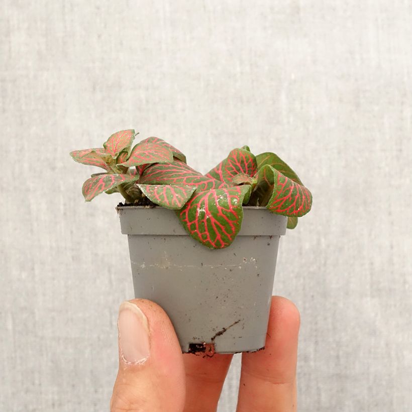 Fittonia Joly Josan Red - Motte 5 cm x 7 cm Ejemplar entregado en la primavera
