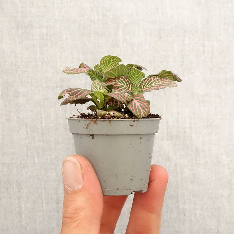 Fittonia Pink Special - Motte 5 cm x 7 cm Ejemplar entregado en la primavera