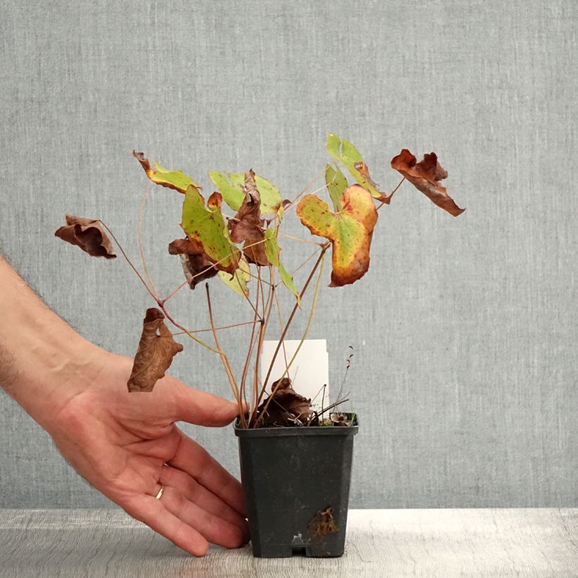 Ejemplar de Epimedium pubigerum Orangekönigin Maceta de 8/9 cm entregado en otoño