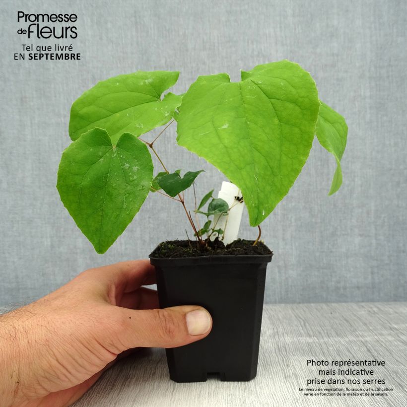 Ejemplar de Epimedium pubigerum Orangekönigin Maceta de 8/9 cm entregado en verano