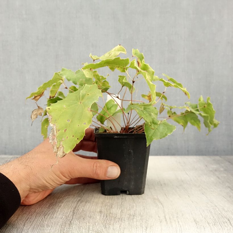 Ejemplar de Epimedium wushanense Caramel Maceta de 8/9 cm entregado en otoño