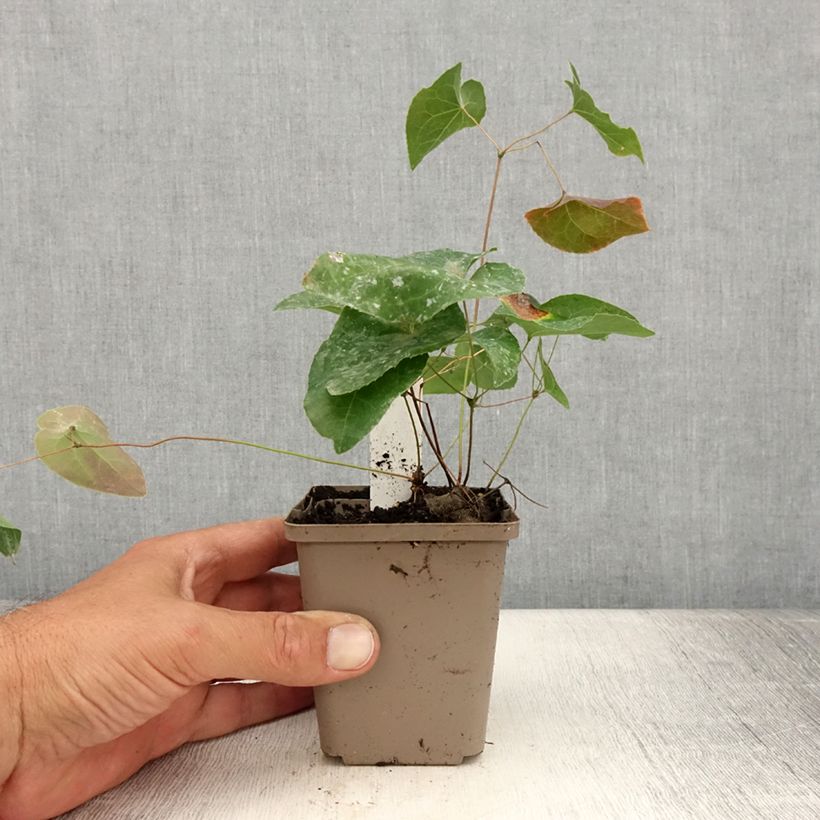 Ejemplar de Epimedium Cupreum Maceta de 8/9 cm entregado en verano