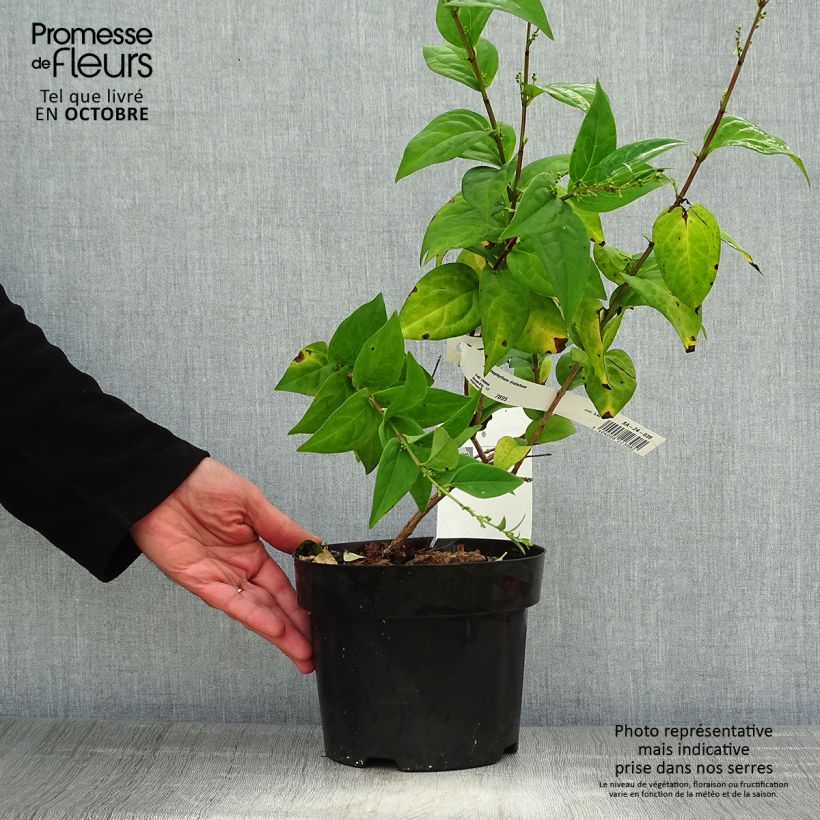 Ejemplar de Abeliophyllum distichum - Forsitia blanca Maceta 2L/3L entregado en otoño