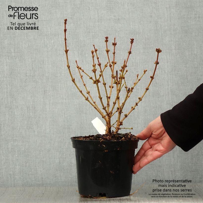 Ejemplar de Forsythia intermedia Golden Times Maceta 3L/4L entregado en otoño