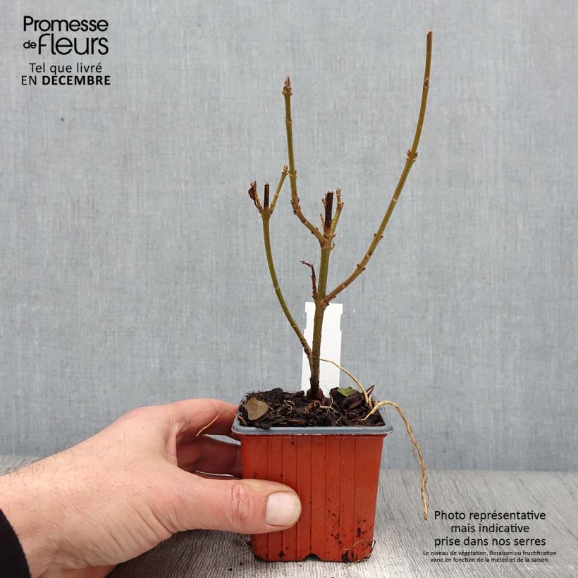 Ejemplar de Forsythia intermedia Spectabilis Maceta de 8/9 cm entregado en otoño