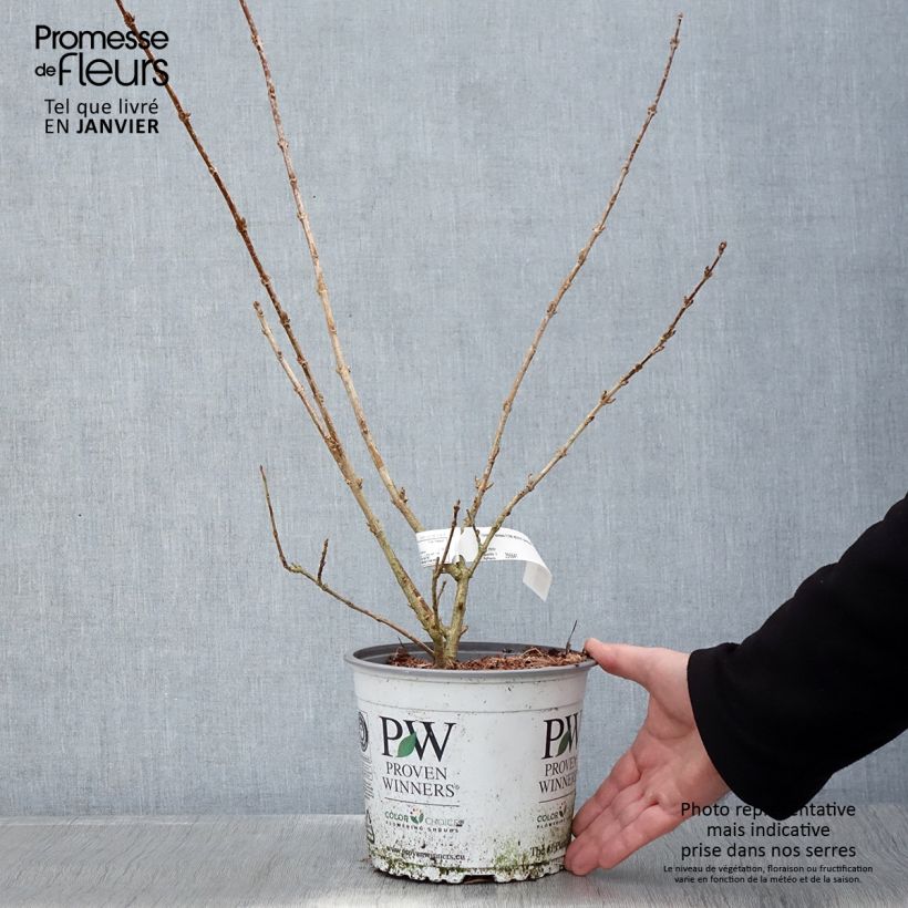 Forsythia koreana Flying Machine Maceta 3L/4L Ejemplar entregado en invierno
