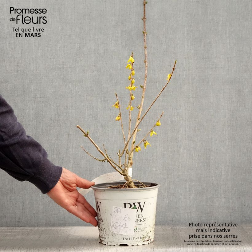 Forsythia koreana Flying Machine - Forsythia de Corée Pot de 3L/4L Ejemplar entregado en la primavera