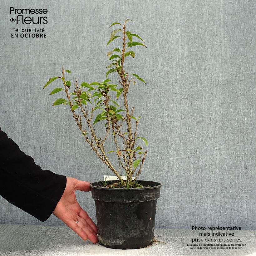 Ejemplar de Forsythia intermedia Nimbus Maceta 3L/4L entregado en otoño