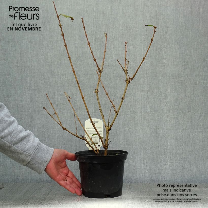 Ejemplar de Forsythia intermedia Gold Rausch Maceta 2L/3L entregado en otoño