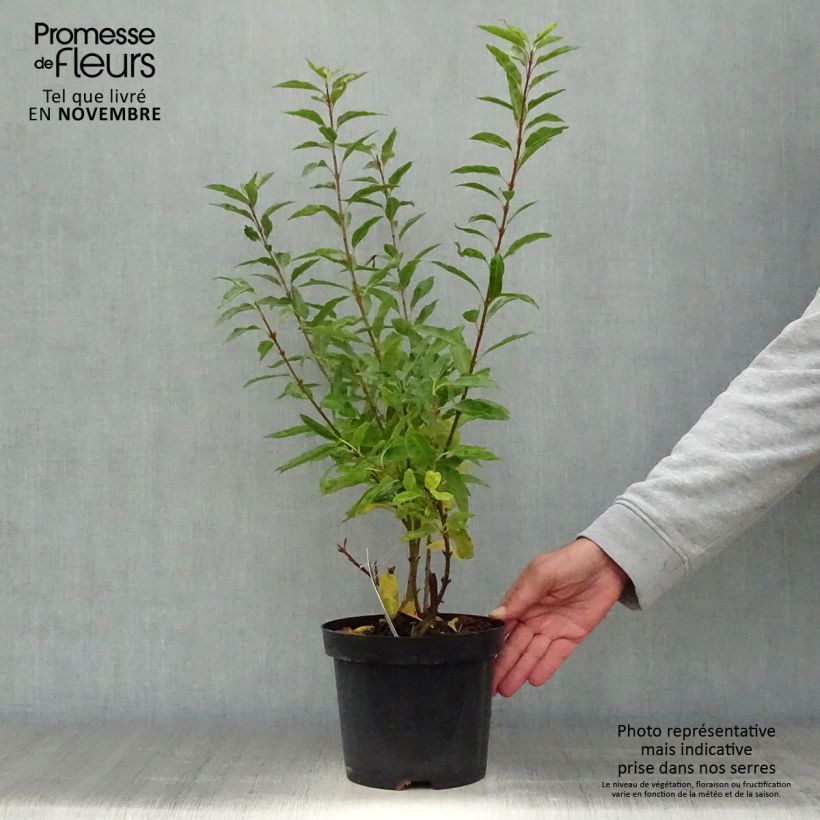 Ejemplar de Forsythia intermedia Minigold Maceta 2L/3L entregado en otoño