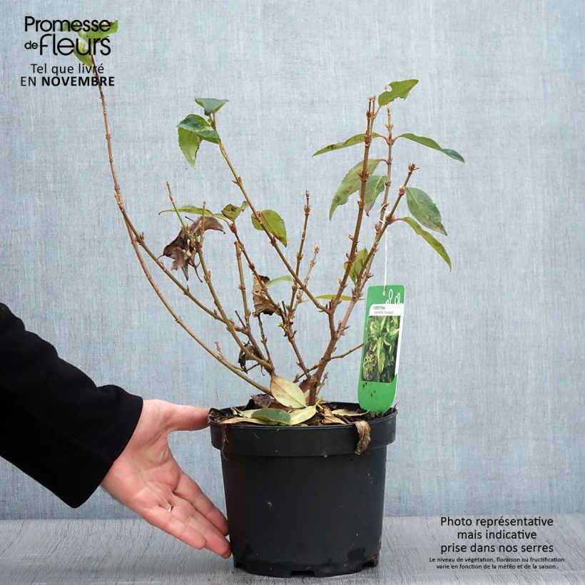 Ejemplar de Forsythia intermedia Variegata Maceta 3L/4L entregado en otoño