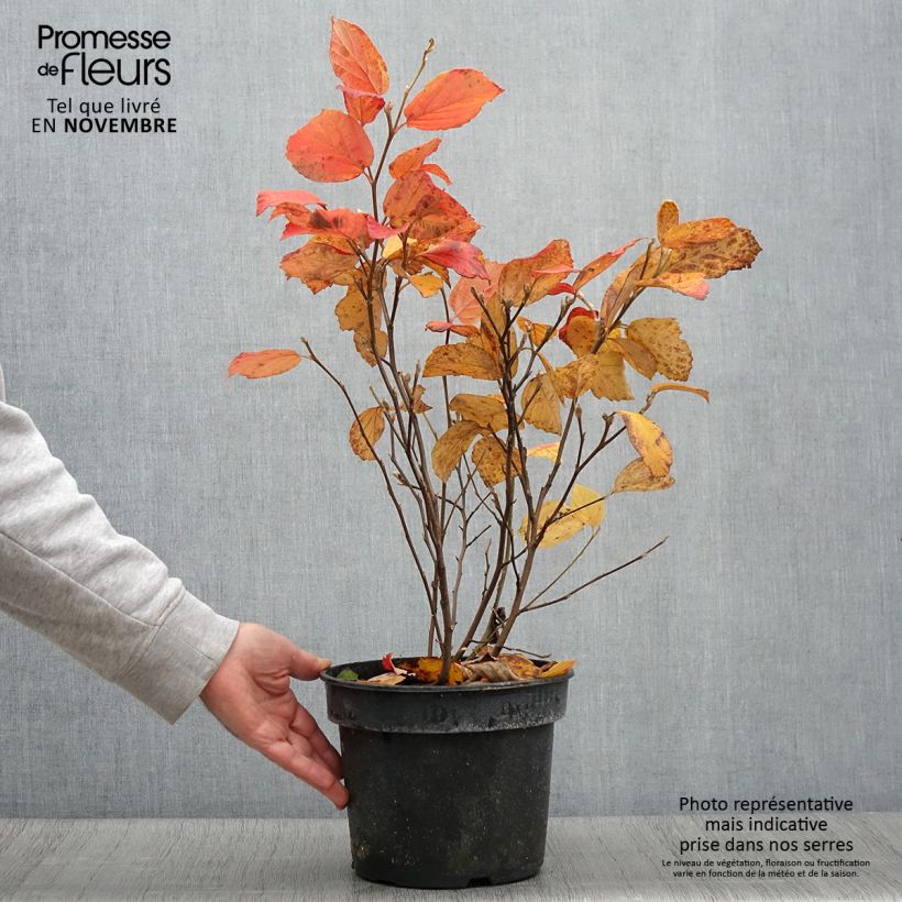 Ejemplar de Fothergilla gardenii Suzanne Maceta 4L/5L entregado en otoño