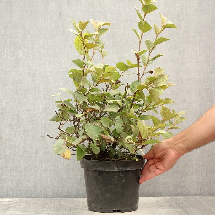 Ejemplar de Fothergilla intermedia Blue Shadow Pot de 3L/4L entregado en verano