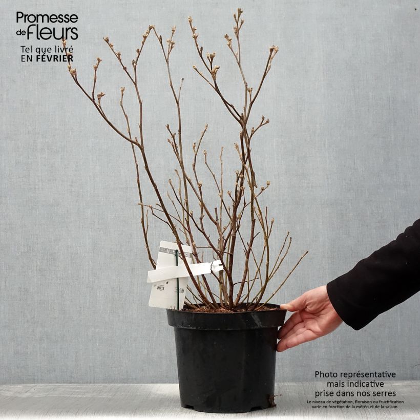Fothergilla major Maceta 7,5L/10L Ejemplar entregado en invierno