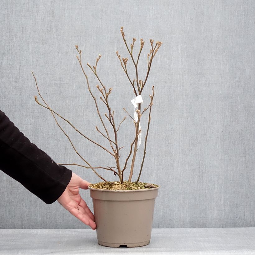 Fothergilla x intermedia Mount Airy Maceta 4L/5L Ejemplar entregado en invierno