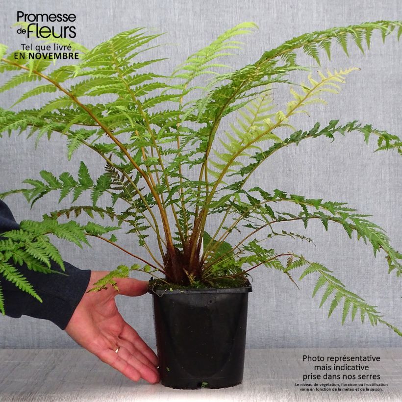 Ejemplar de Dicksonia antarctica - Helecho arborescente Maceta 2L/3L entregado en otoño