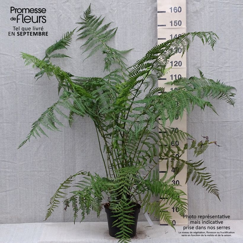 Ejemplar de Dicksonia antarctica - Helecho arborescente Maceta 4L/5L entregado en otoño