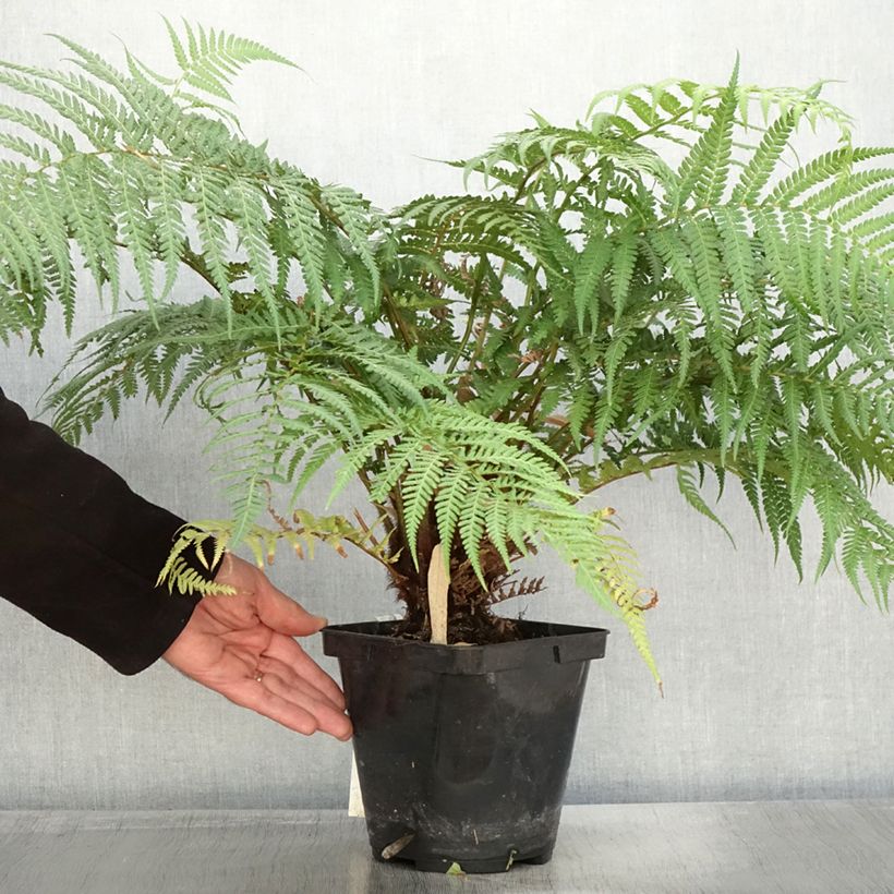 Ejemplar de Dicksonia fibrosa - Helecho arborescente Maceta 3L/4L entregado en otoño