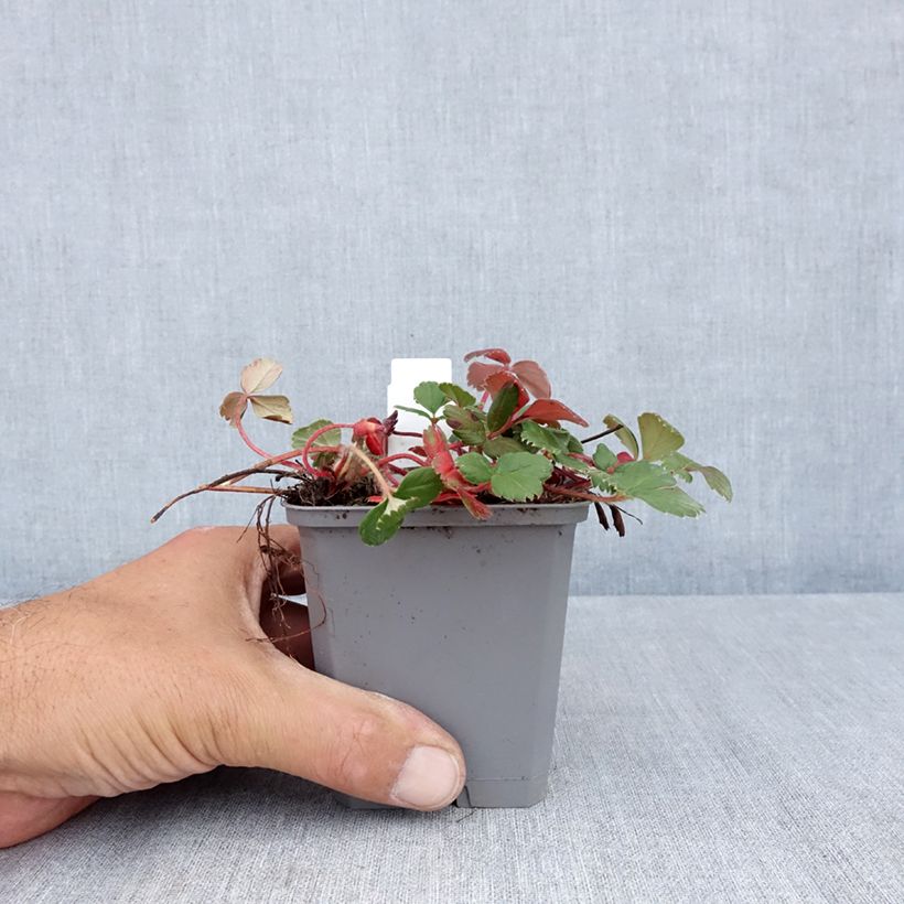 Ejemplar de Frutilla chilena - Fragaria chiloensis Maceta de 8/9 cm entregado en verano