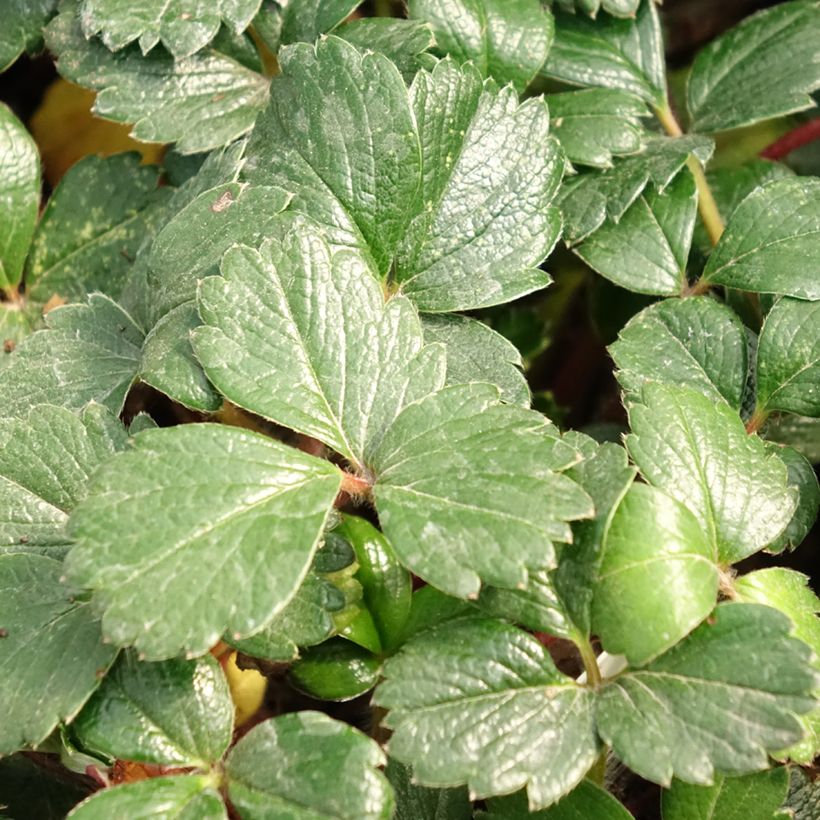 Frutilla chilena - Fragaria chiloensis (Follaje)