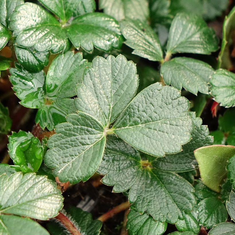 Frutilla chilena - Fragaria chiloensis (Follaje)