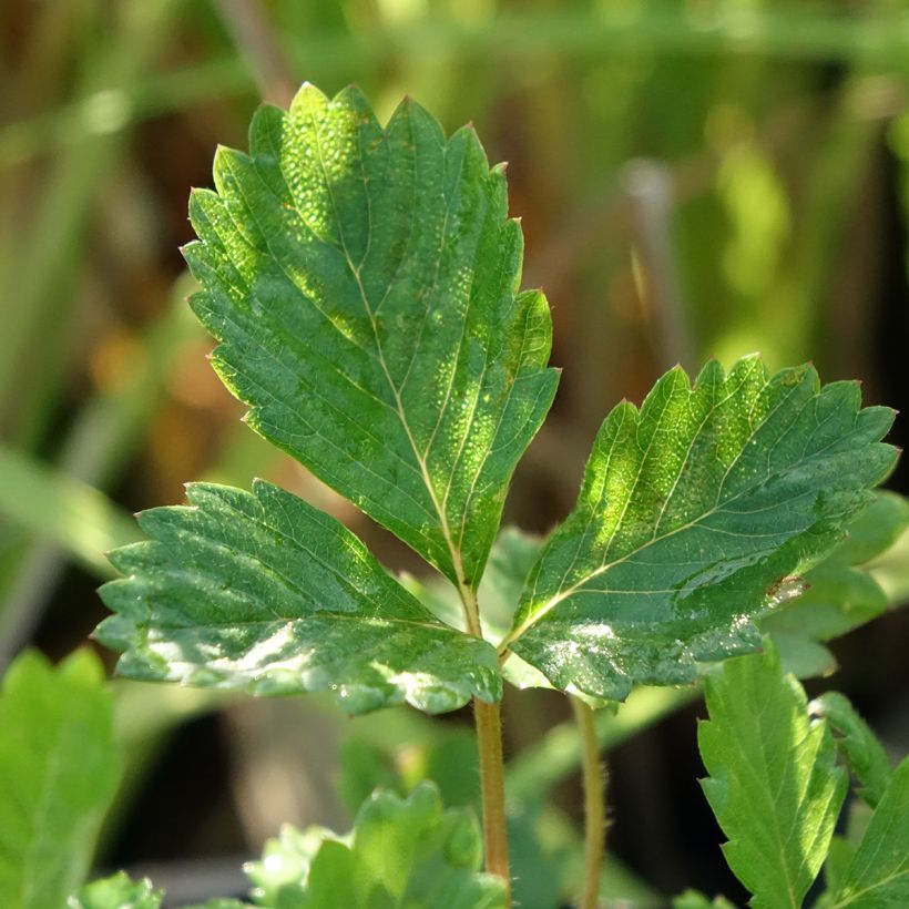 Fresa salvaje - Fragaria vesca (Follaje)