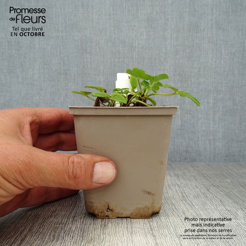 Ejemplar de Fragaria nubicola Mont Omei Maceta de 8/9 cm entregado en otoño