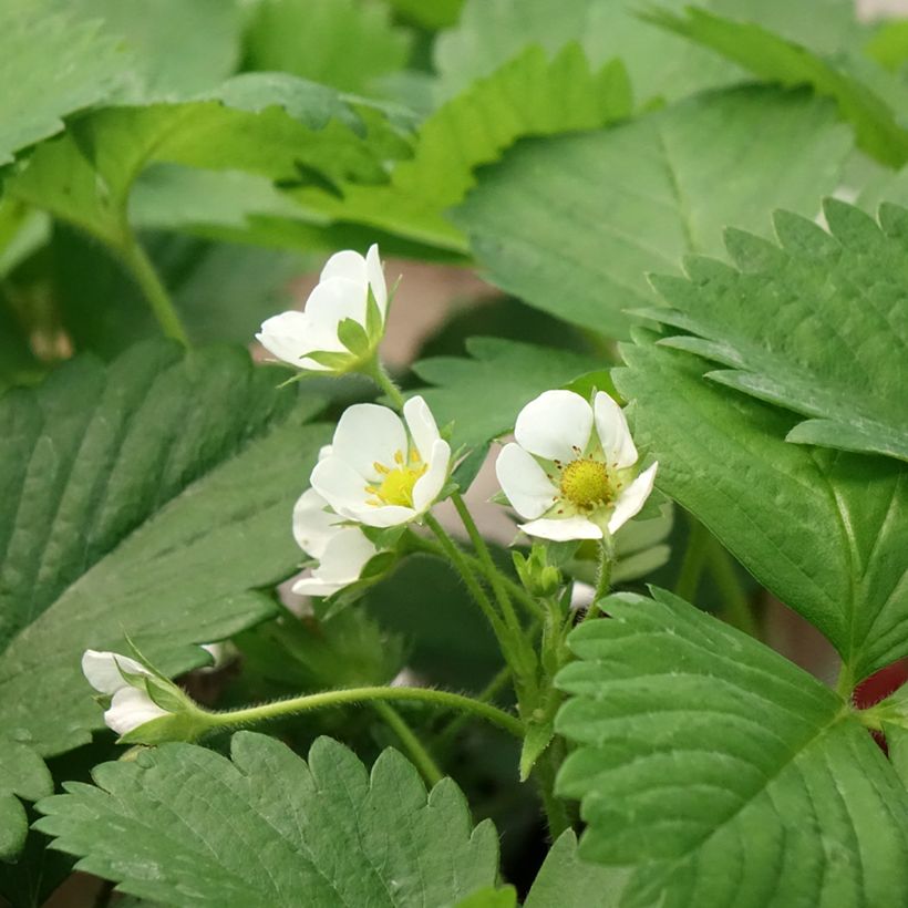Fresa Anaïs (Floración)