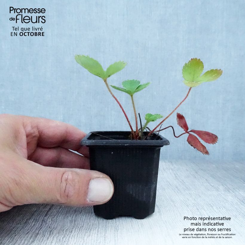 Ejemplar de Fresa Ciflorette Maceta de 7/8 cm entregado en otoño