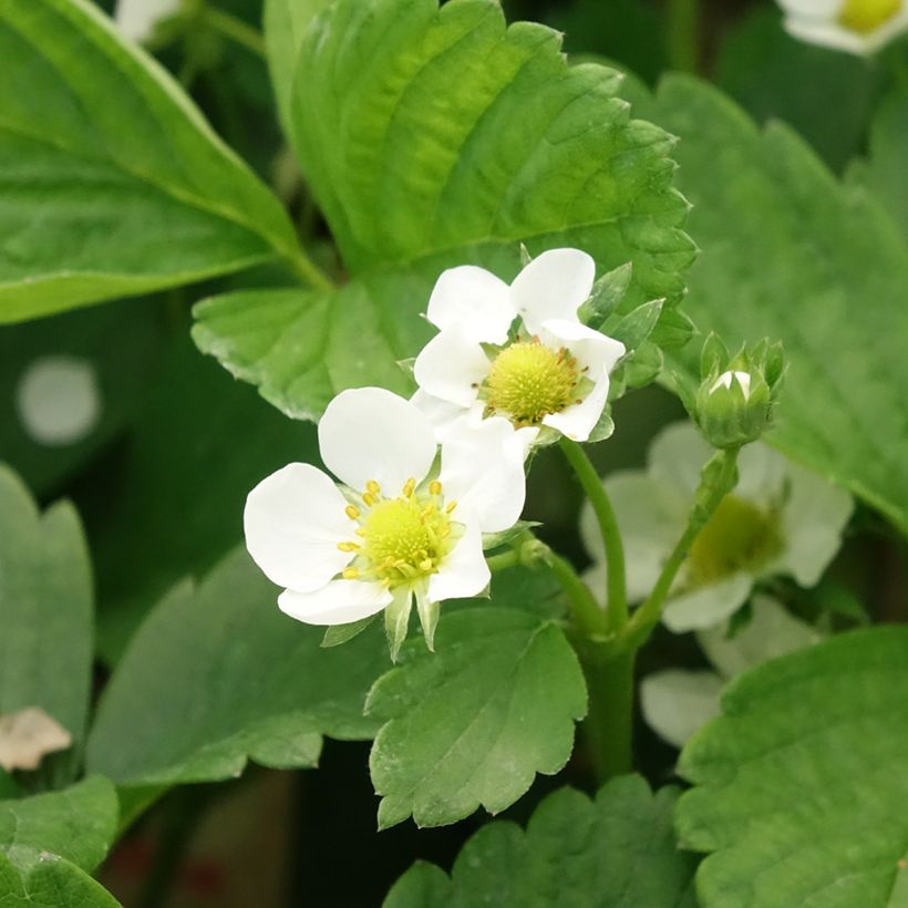 Fresa Cijosée (Floración)