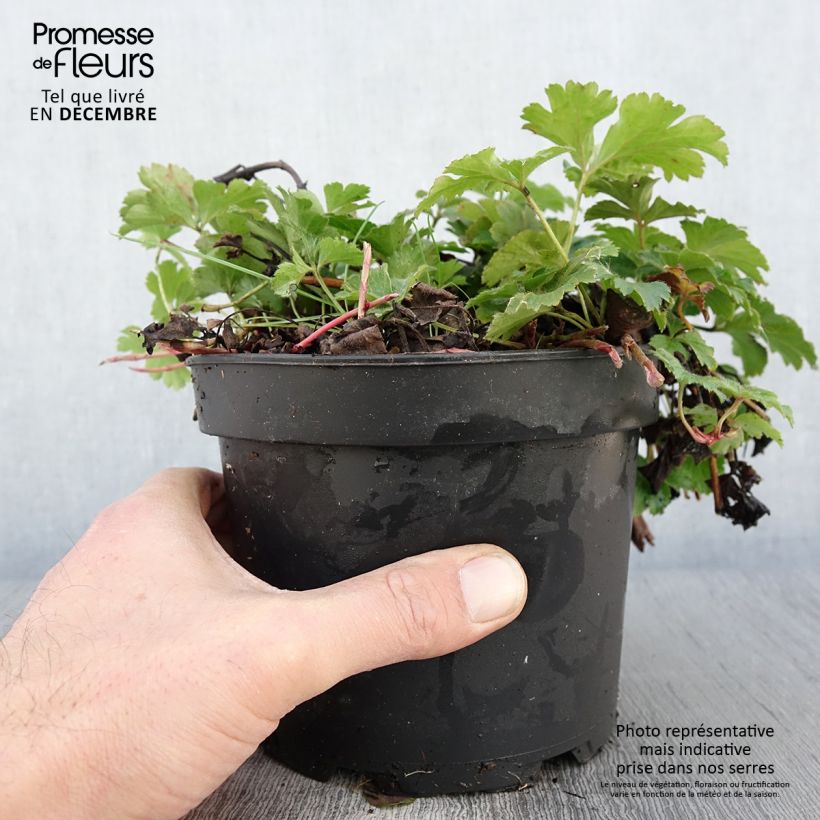 Ejemplar de Waldsteinia ternata Maceta 2L/3L entregado en otoño