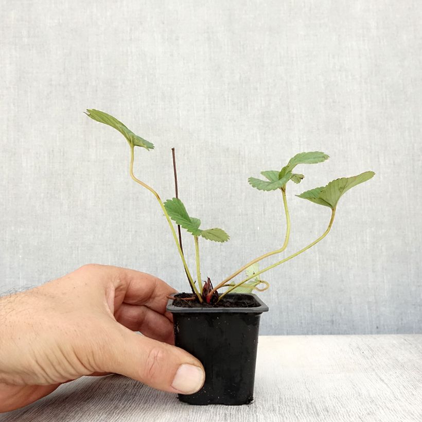 Ejemplar de Fresa White Pineberry Maceta de 8/9 cm entregado en otoño