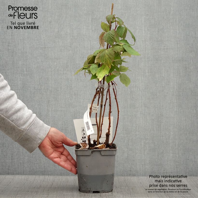 Ejemplar de Frambuesa Belle de Malicorne Maceta 2L/3L, Formación arbustiva entregado en otoño