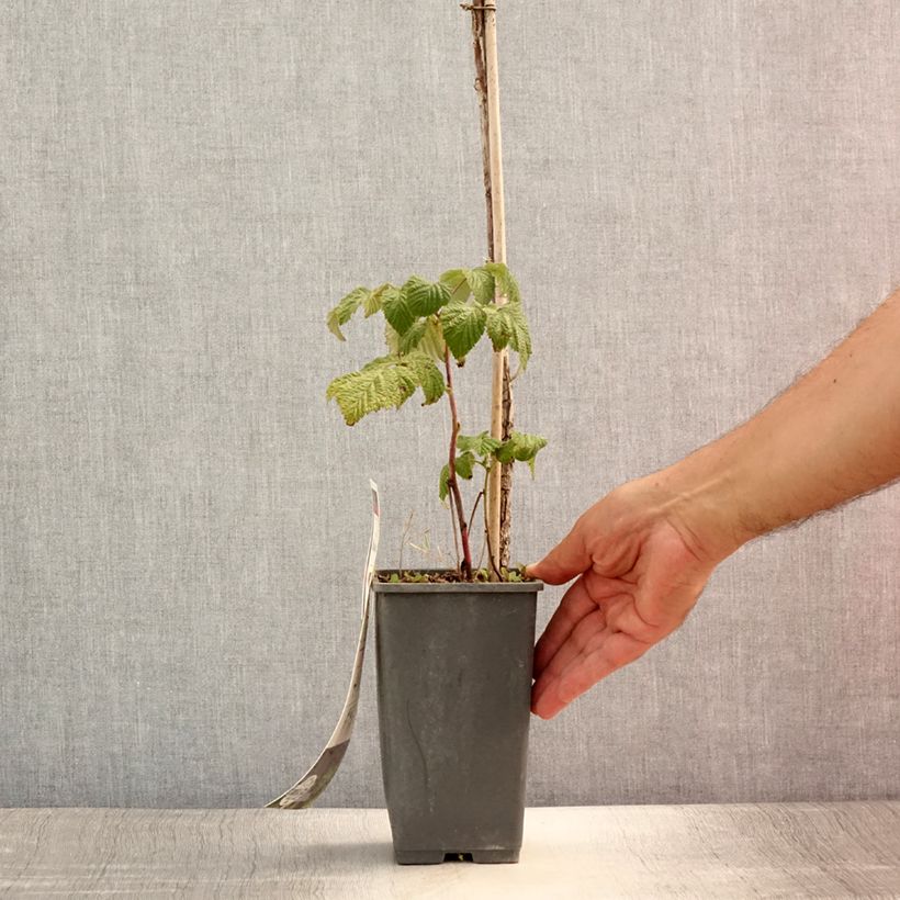 Ejemplar de Frambuesa Blissy Maceta 1,5L/2L, Formación arbustivaAltura de entrega aprox. 30/40cm entregado en verano