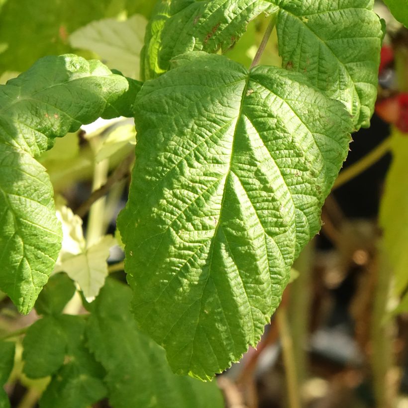 Frambuesa Bohème Bio (Follaje)