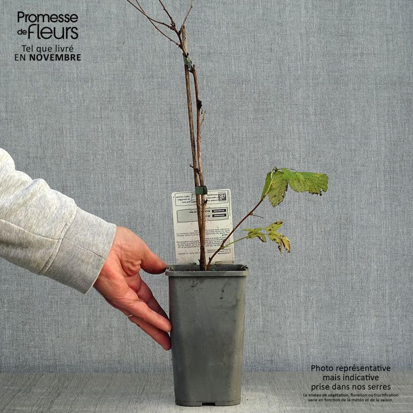 Ejemplar de Frambuesa Glen Ample Bio Maceta 1L/1,5L, Formación arbustiva entregado en otoño