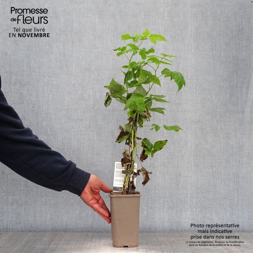 Ejemplar de Frambuesa Golden Everest Maceta 1,5L/2L, Formación arbustiva entregado en otoño
