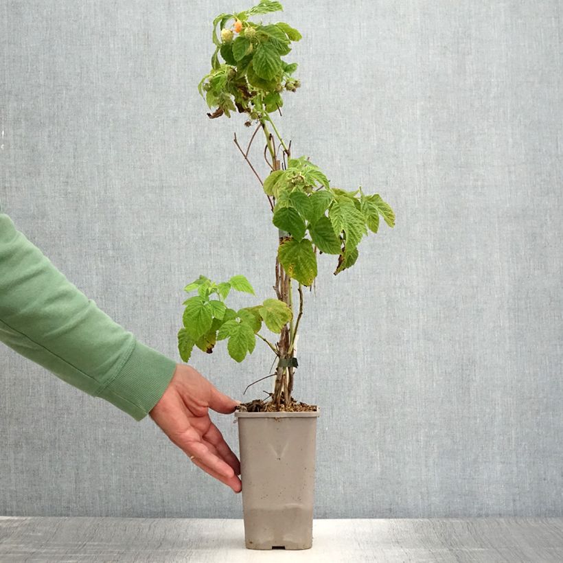Ejemplar de Frambuesa Lowberry Little Orangelina Maceta 1,5L/2LAltura de entrega aprox. 20/30cm entregado en verano