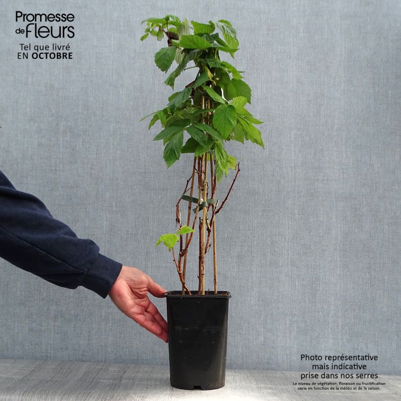 Ejemplar de Frambuesa Malling promise Maceta 1,5L/2L entregado en otoño
