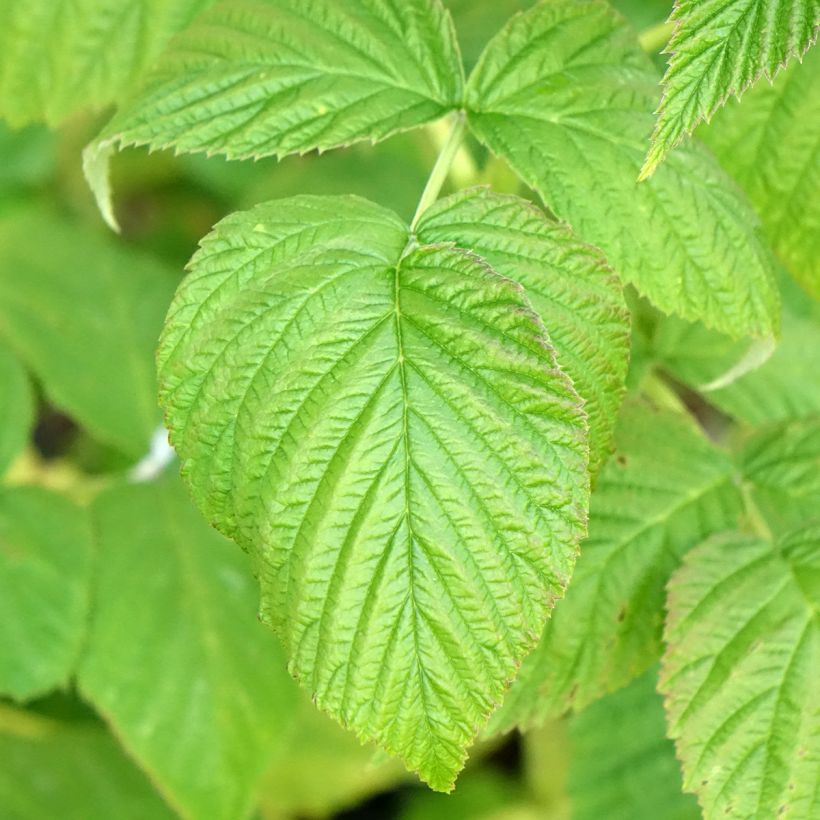 Frambuesa Marastar Bio (Follaje)