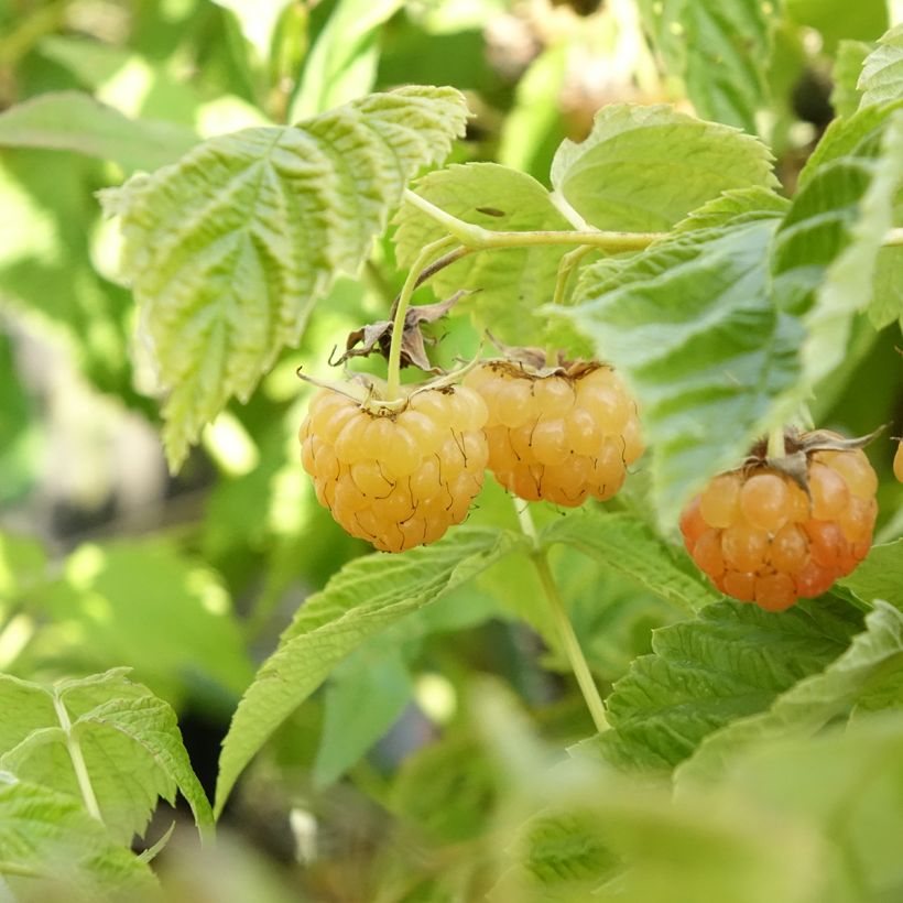 Frambuesa Lowberry Little Orangelina (Cosecha)