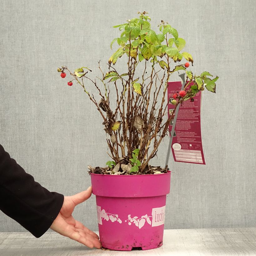 Ejemplar de Frambuesa Lucky Berry Maceta 4L/5L, Formación arbustiva entregado en otoño