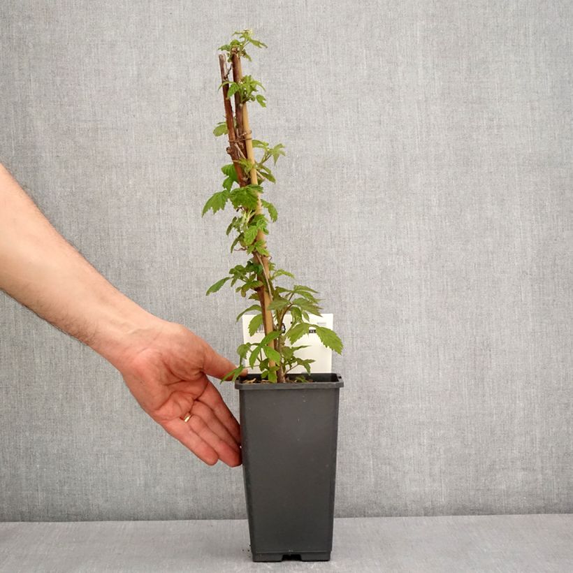 Frambuesa Primeberry Autumn Happy Maceta 1,5L/2LAltura de entrega aprox. 20/30cm Ejemplar entregado en la primavera