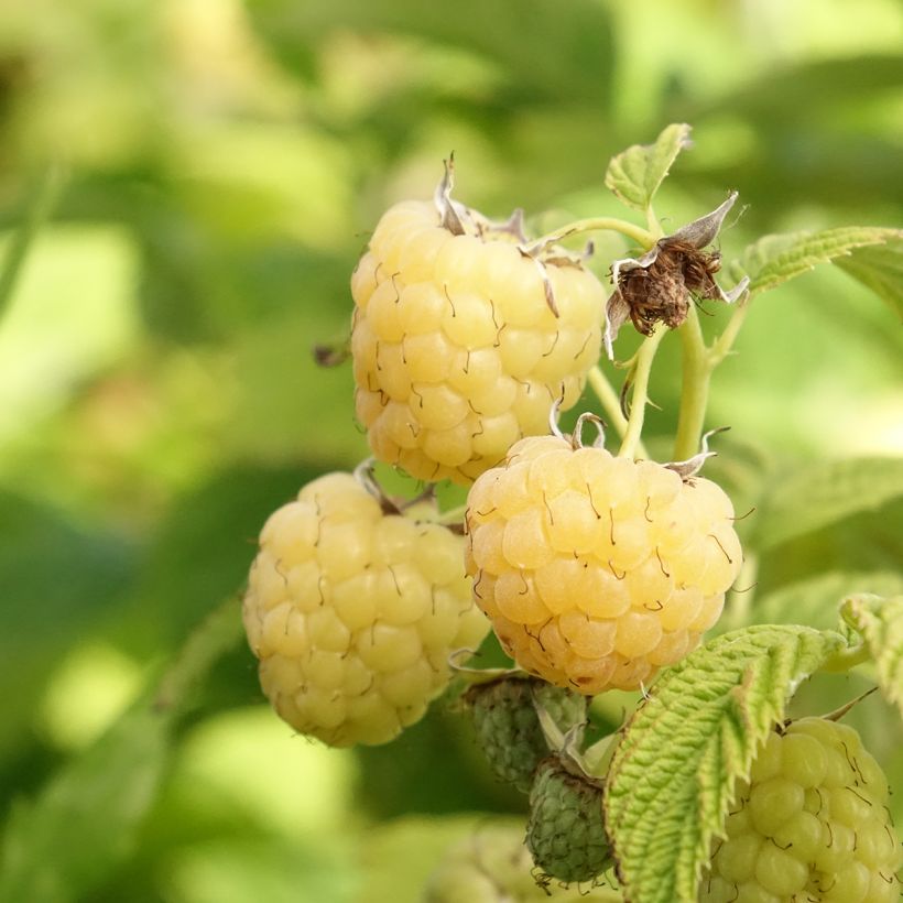 Frambuesa Primeberry Autumn Sun (Cosecha)