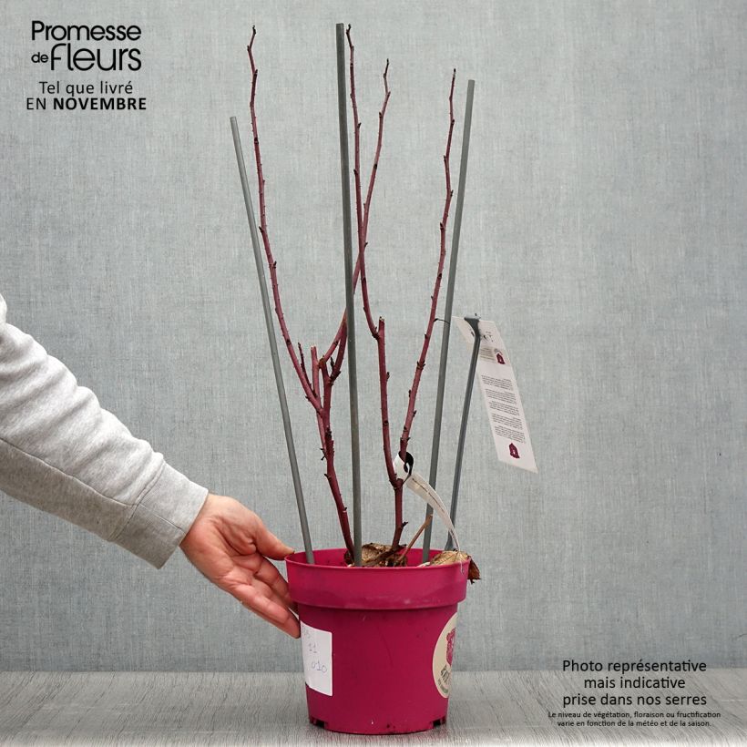 Ejemplar de Frambuesa Raspbeary Maceta 4L/5L, Formación arbustiva entregado en otoño