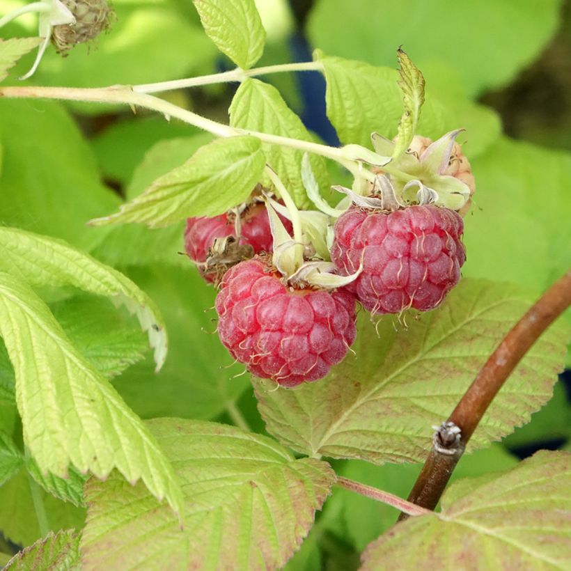 Frambuesa FRUITALITY Frambélise (Cosecha)
