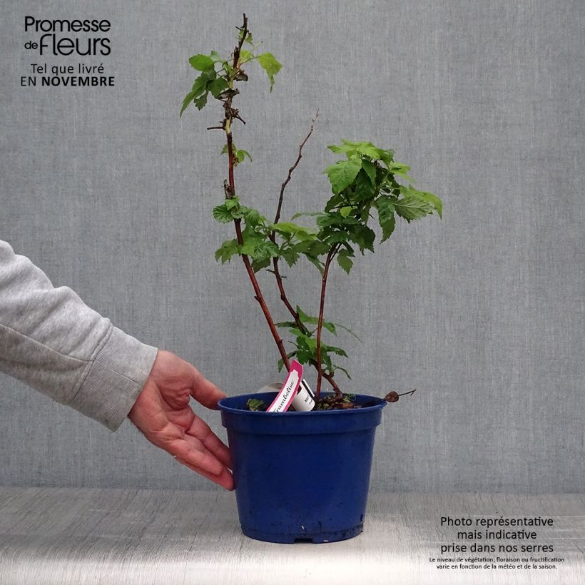 Ejemplar de Frambuesa FRUITALITY Frambélise Maceta 2L/3L, Formación arbustiva entregado en otoño