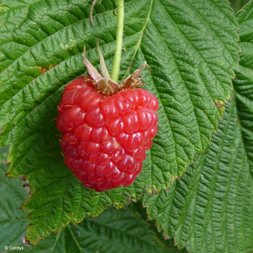 Frambuesa Mademoiselle Françoise (Cosecha)