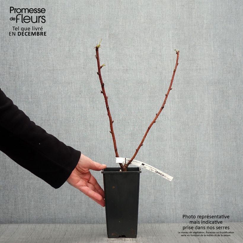 Ejemplar de Frambuesa Scepter Maceta 1L/1,5L entregado en otoño
