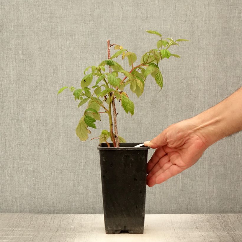 Ejemplar de Frambuesa Scepter Maceta 1L/1,5LAltura de entrega aprox. 60cm entregado en verano